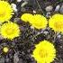 Coltsfoot Tussilago Farfara Klein Hoefblad Öksürük Otu Winter Week 07