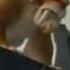 Ice Age Soto Has Returned Believe Me