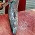 Fresh Kingfish To Grill Ready Steaks Step By Step Cutting Guide
