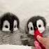 Cutest Little Penguins Cute Adorable Pet Penguin Babyanimals Fluffy Cuteanimal