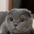 Keşfetbeniöneçıkar Cat Trending Keşfetedüş Kedi Pets Keşfet