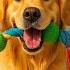 24 Hours Of Dog TV Calming Sleep Music For Dogs Soothing Music To Relieve Dog Stress And Anxiety