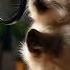 Apt Meow Version Cat Catlover Funny Pets Cute Brunomars Apt Rosé Beach
