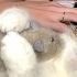 Cat Melts Onto Piano Every Day While His Parents Practice The Dodo