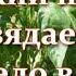 Вы удивитесь но причина в этом Почему вянут перцы в открытом грунте или в теплице и поникли листья