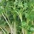 Daikon Radish Microgreens How To Grow Reasons To Eat Them