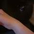 Angry Black Cat Caught On Camera He S Okay