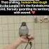 That Laugh In The Wild It S Not A Ghost It S A Bird Defending Its Space