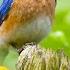 Beautiful Relaxing Hymns Peaceful Instrumental Music Abide With Me By Tim Janis