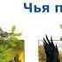 Николай Сладков Чья проталина Сказки Сладкова Слушать