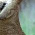 Kangaroos Fight For A Mate Life Of Mammals BBC Earth
