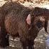 They Bought A Sheep For Eid Sacrifice A Gift From America