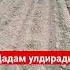 Дадам улдиради акажон Chingiz