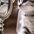 YouTube Calling Trending Ringtone Cat Youtubeshorts Foryou Viral Cutecat Best Call Viralsound