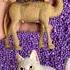 Wow Cat Camels Goats Animals