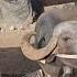 Hal Ni Kimat Che New Shokh Bull Bullfarm Viralvideo Cow Cattleworld Cowlover Youtubeshorts