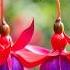 The 25 Most Beautiful Flowers In The World Stunning Blooms You Need To See