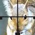 Airgun Law UK What You Can Shoot In Your Garden