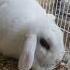 Rabbit Quyon