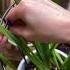 Freesia Plant Care Flowers Freesia Plantcare Plants Spring