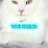 The Most Silken Cat Breed Meet The ANGORA Turkishangora