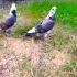 Pigeon Göyərçin голубь Ленкорань Music Азербайджан