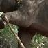 The Dangerous Mission To Relocate A 10 000 Pound Raging Elephant