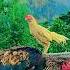 World Best Aseel Murghy Ever Aseelmurga Swataseels Birds Mianwaliaseels Murga Rooster