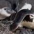 Penguin Chick In Its Nest