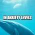 The Surprising Song Of Humpback Whales In Therapy