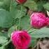 Red Roses