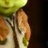 Chipettes We No Speak Americano Conga LYRICS