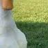 Pato Pekín Martín Mascotas Martinmascotas