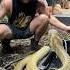 Huge KING COBRA Shorts Short Animal Snake KingCobra Cobra