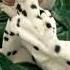 His Bad Owner Left Him To Starve On The Roadside Skin And Bones He Begged But No One Stopped
