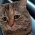 Mom Stops For Coffee On Way Home Cat Meme Lukedavidson81 Shorts