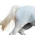 Кавалетти Cavaletti