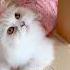 Cute Kittens Play Mischievously Kittens PlayfulPets MischievousKittens CuteCatVideos Cutepets