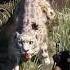 Tried To Tame The Beast In Farcry 4 Shorts Farcry4