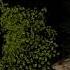 9 15 19 Bought A New Moon Listening To Desert Rose By Sting W Aishwarya Rai The Forest