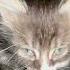 Shortsvideo Kitten Cat нафаня уши лапы