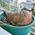 A Woman Supported A Mother Turtle Dove In Raising Her Chicks