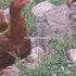 Nature Viralvideo Chicken Shorts Hasnain Murree H D