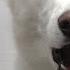 Husky Almost Dies At The Pet Groomers