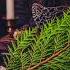 Popular Offerings For King Belial Belial Witchcraft Witchtok Demonology