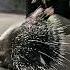 Keeper Corner Cape Porcupine
