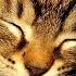 Мурчание кошки Cat Purring Мурлыканье кошки для сна и успокоения Урчание кошки Трещание кошки