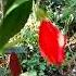 Phool Boror Babe Akhontek