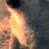 Alpha 2018 Wolf Puppies Scene 10 10 Movieclips