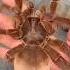 Animal Metamorphosis Nature S Beauty Animaljourney Animaltransformation Beautifulnature